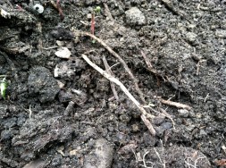 April-May Iphone Pictures 182